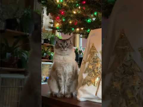 Balinese cat loves to sit under the Christmas tree 🎄#Shorts