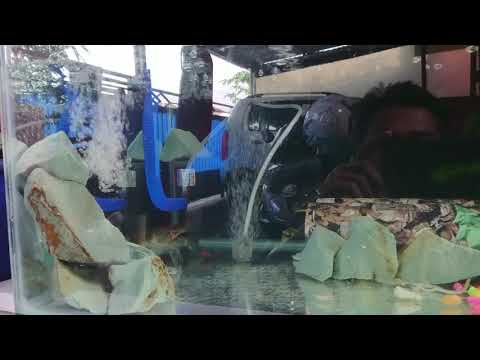 Budidaya Lobster Air Tawar itu Gampang
