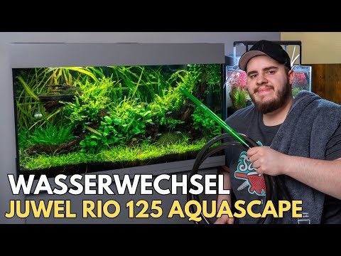 Water change in the Juwel Rio 125 Aquascape!