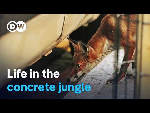 Wildlife in the city - How animals adapt to humans | DW Documentary