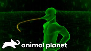 The Craziest Animals That Scoop To Survive | The Most Extreme | Animal Planet