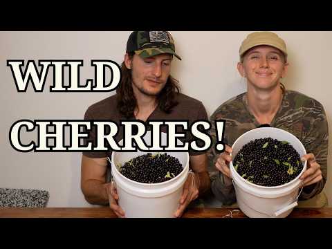 The Ultimate Chokecherry Foraging Guide