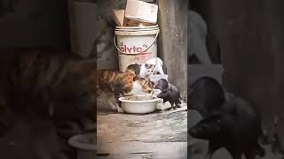 bodybuilder rat 💪🏻😂 #funny#joke#prank#rat#cat