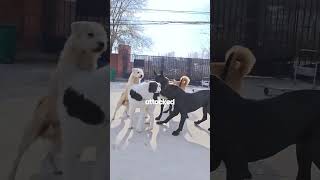 King Charles Has A New Rival!