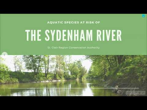 Aquatic Species at Risk of the Sydenham River & their Critical Habitat