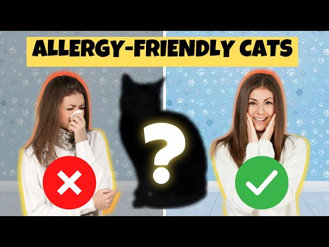 The Best Cat Breeds for People With Allergies