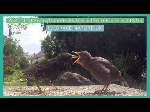 ADULT STARLINGS FEEDING ADORABLE FLEDGLINGS