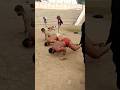 Hameed Phelwan Qasai And Basit Sapata Workout Viral Youtubeshorts Motivation Trending