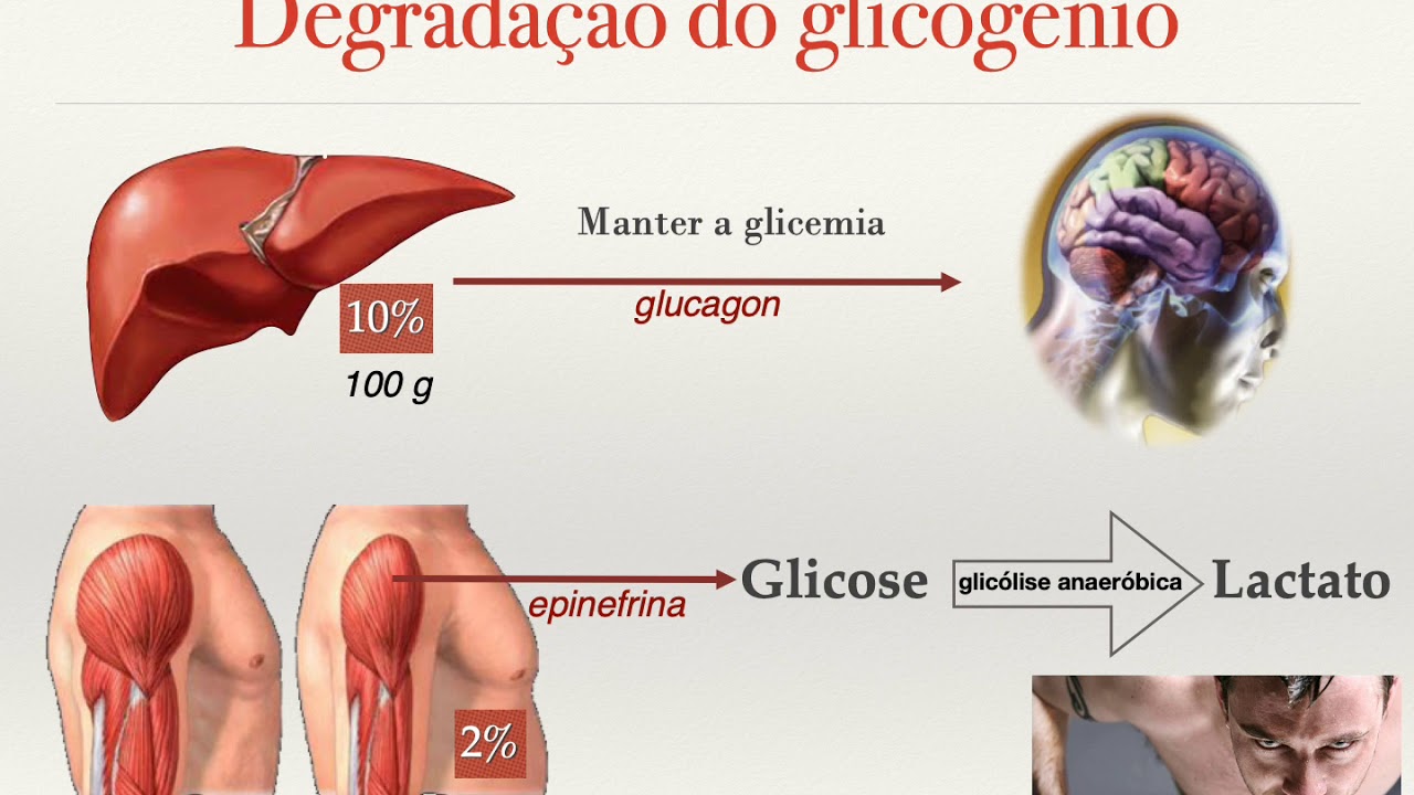 Metabolismo carboidratos Medicina