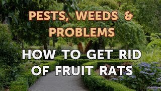 How to Get Rid of Fruit Rats
