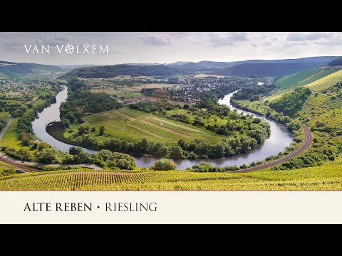 Weingut Van Volxem - der Riesling "Alte Reben"