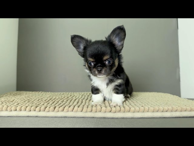 (子犬) 犬種：チワワ・ロングコート 男の子 ブリーダー マロニエケンネル　MARRONNIER KENNEL k4094の画像