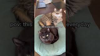 Download lagu The best view ❤😻 #cat #cutecat #catlovers #petlovers #funnycat mp3