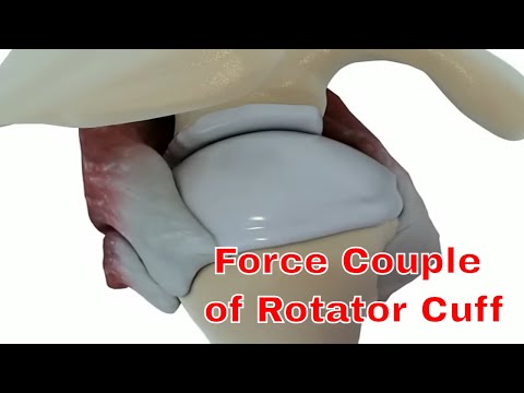 Shoulder muscle; Force couple of rotator cuff