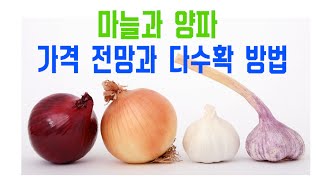 마늘 양파 가격 전망과 2배이상 굵게 하기( 잎마름병 노균병 예방)