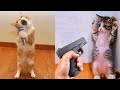 Cute Animals Most Funny Moments Funny Animal Funny Moments