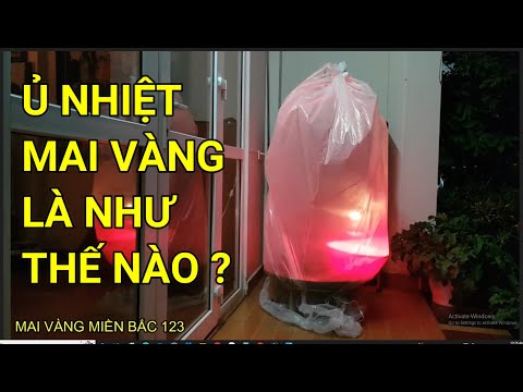 🔴 QBS22289 - HƯỚNG DẪN CÁCH Ủ NHIỆT CHO CÂY MAI VÀNG MIỀN BẮC | Ủ NHIỆT CHO CÂY MAI VÀNG MIỀN BẮC