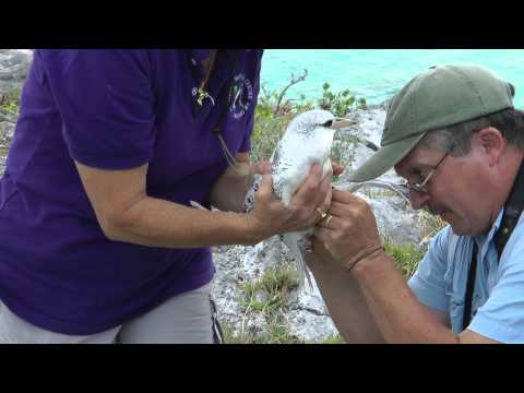 White-tailed Tropicbird (fledgling release), 13th November 2013, Nonsuch, Bermuda