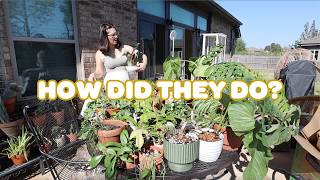 unboxing my plants after the big move... 😅