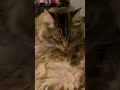 Cat Licks His Fluffy Tummy He S Licking That Tum It S Very Cute To Watch Him Groom Himself