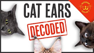 Flattened, Radar, Airplane Ears: What are Your Cat's Ears Trying to Tell You