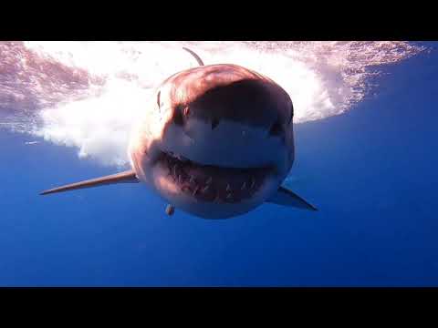 Great White Shark Eat 1/2 Speed