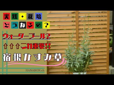 カスミソウの乾燥: 最良の結果を得る方法 植物