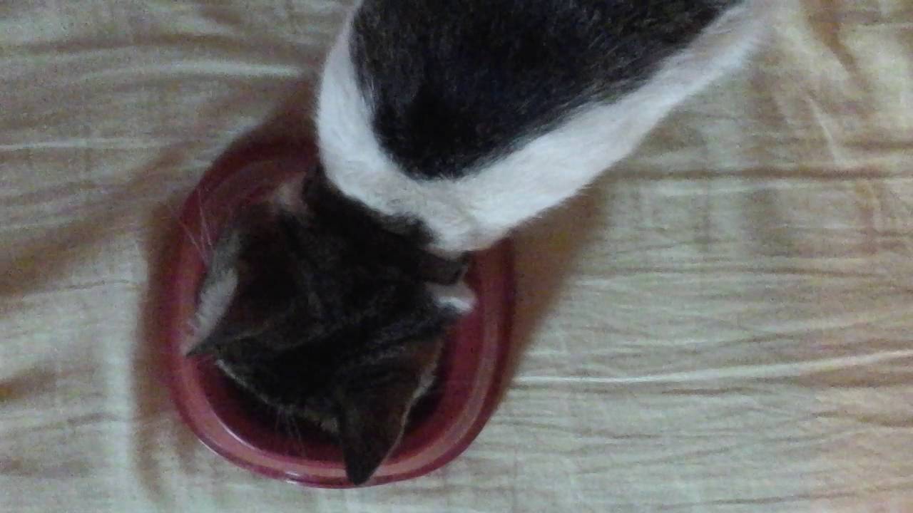 Tester #1 - Purina Friskies : Mokra karma