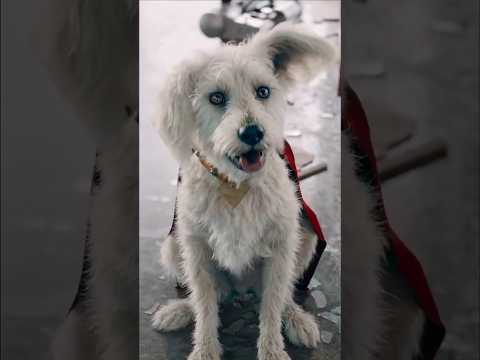 Krypto vs Luthor #superman #krypto #luthor #lexluthor #jamesgunn #nicholashoult #dc #shorts