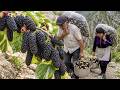 They Climbed Dangerous Mountains To Collect Rare Black Mulberries
