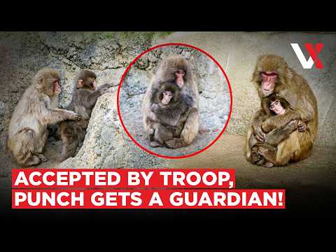 Baby "Punch's" Guardian Angel Stuns Tokyo Zoo Staff | Abandoned Macaque Accepted By Troop | VERTEX