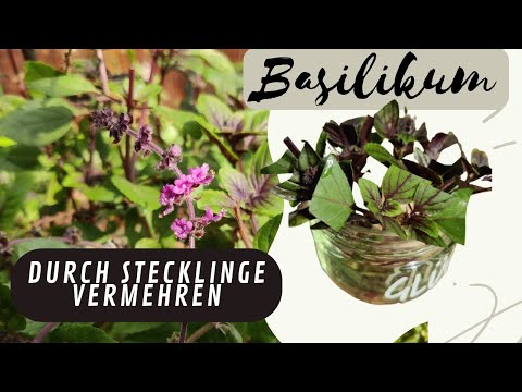 🌿 BASILIKUM einfach  überwintern und vermehren! JETZT!