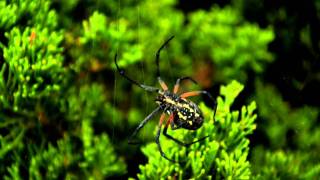 preview picture of video 'Black and Yellow Argiope - Early Morning Construction'