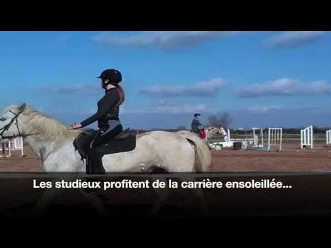 Un air de printemps ecuries didier descamps lherm