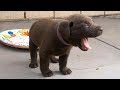 Cute Puppies Howling - GUARANTEED TO MAKE YOUR DOG HOWL 2018