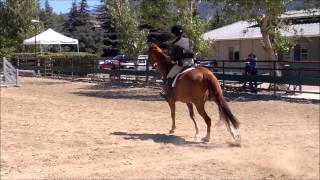 preview picture of video 'Milyone's First Green Hunter Competition 8/24/2014 Santa Ynez, CA'