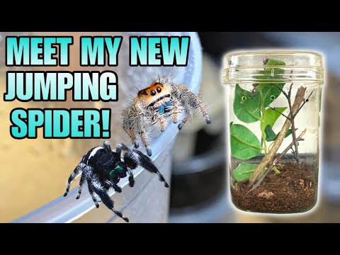 MEET MY NEW ADORABLE JUMPING SPIDER! REGAL JUMPING SPIDER FEEDING + UPDATE! (Phidippus regius)