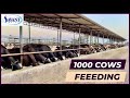 1000 Cows Feeding At India's Biggest Dairy Farm 🐮 | SAVANT Dairy Farm