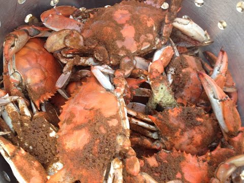 How to pick blue crabs - a Tasty Thursday video