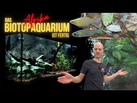 Fische für das fertige Afrika Biotop-Aquarium | Algenfresser aus Afrika | Seltene Leuchtaugenfische
