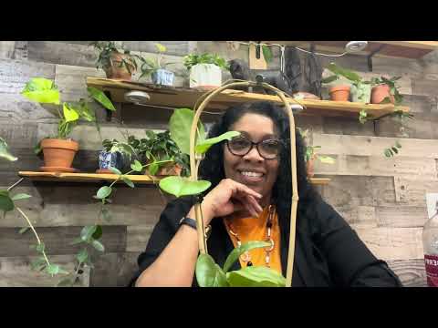 12 Must-Have Hoyas for Every Collector!