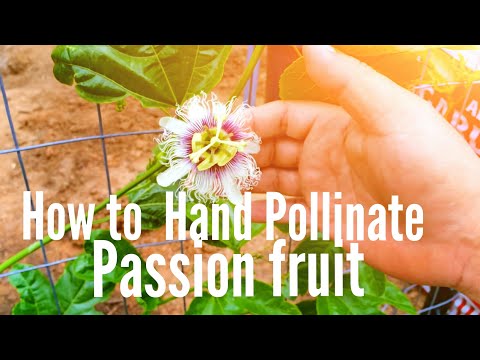 How to Hand Pollinate Passion fruit 06-12-15 (High Density Espalier Gardener)