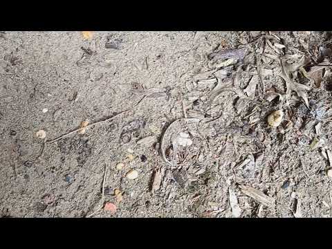 Ants Coming from the Bird Feeder in Tinton Falls, NJ