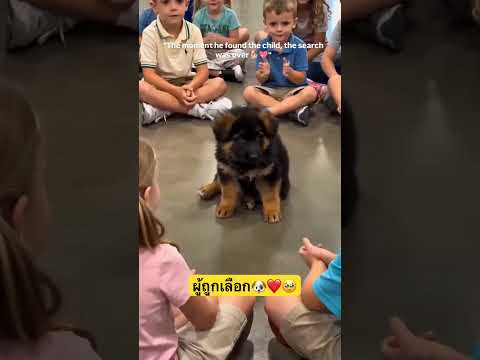 เด็กน้อยผู้ถูกเลือก #dog #pets #animals #boy #children #puppy #cute #shorts #youtubeshorts #หมา