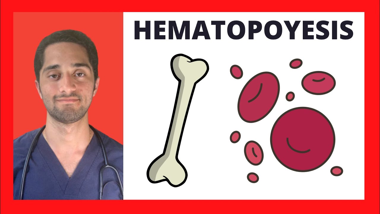 HEMATOPOYESIS | HEMATOLOGÍA