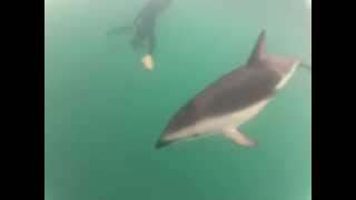 preview picture of video 'Swimming with Dolphins in New Zealand'