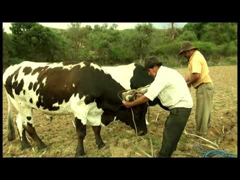 Antenor Silos - Oficial