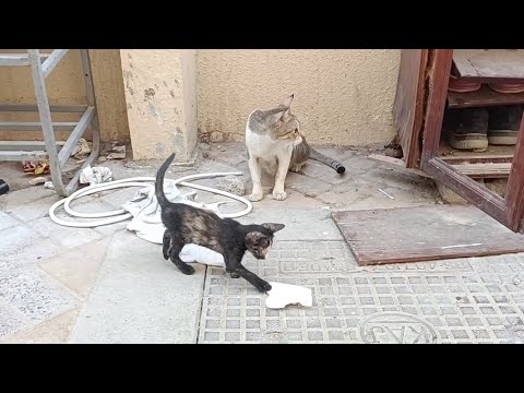 Baby Cats Playing with Me | Cats videos | Cute cat videos | Funny cat videos