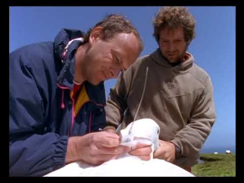 Mysteries of the Ocean Wanderers | David Attenborough 1993 | Albatross, Seal & Penguin Documentary