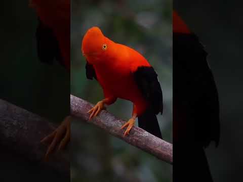 " Sucumbíos y sus  atractivos turísticos